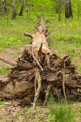 Fototapeta premium A fallen tree in the woods. Dried roots.