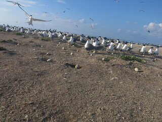 The bird found at Layang-layang island (Bird island)