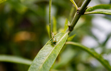 Fototapeta premium Camuflado