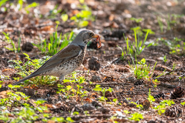 Fieldfare, Turdus pilaris, collects worms on a sprng lawn.