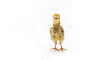 Day Old Quail on white isolated background