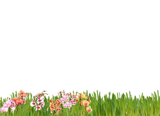 grass and Orchid flower bouquet with clipping path 