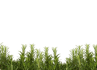 Obraz premium green grass background with clipping​path​