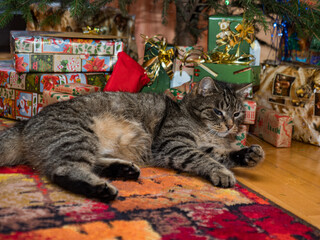 Chrstmas time © Mirek