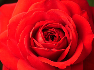 Close up flower for Background.