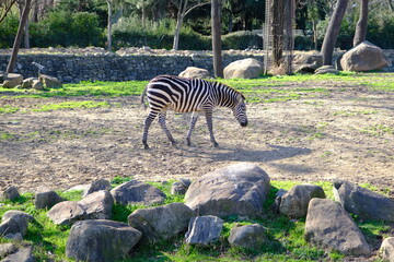 Fototapeta na wymiar Single, black and white pattern zebra on green grass during feeding under a sunny day in a zoo park.