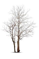 Fototapeta na wymiar Dead tree isolated on white background.