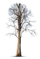 Dead tree isolated on white background.