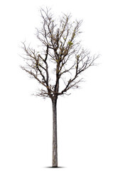Obraz premium Tree in winter, Tree without leaves, isolated on white background.