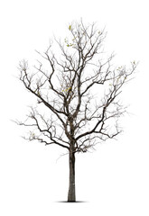 Tree in winter,  Tree without leaves,  isolated on white background.