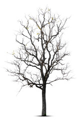 Fototapeta na wymiar Tree in winter, Tree without leaves, isolated on white background.