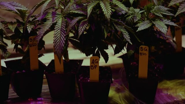 DYI Canabis Marijuana THC CBD home growing in a tent with lights and ventilation small scale hobby spare bedroom setup