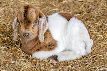 White land brown baby goat  ~ Kid ~ 