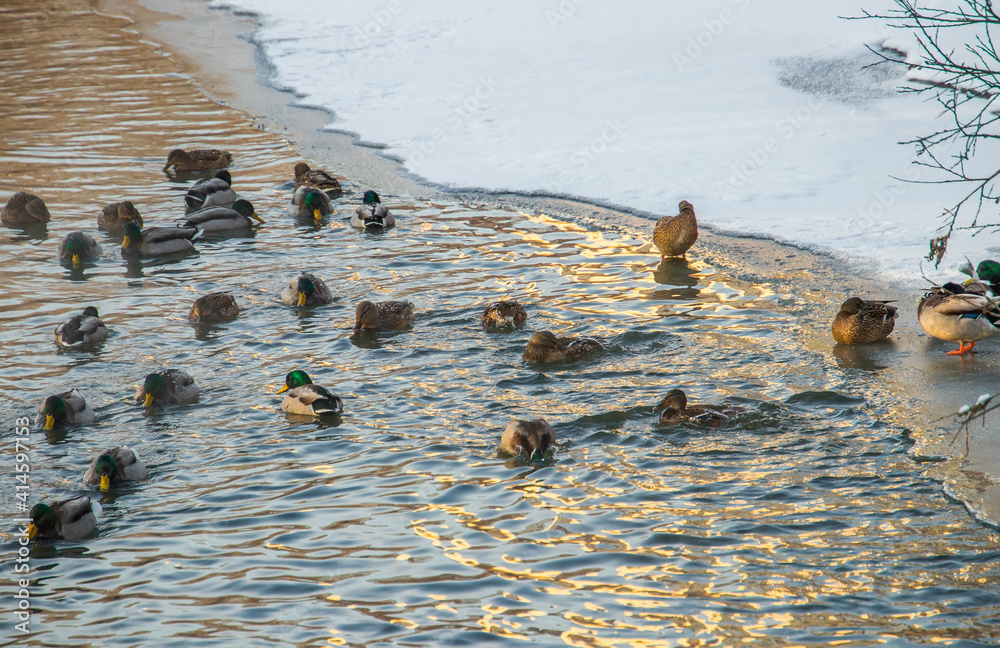 Canvas Prints ducks on the water