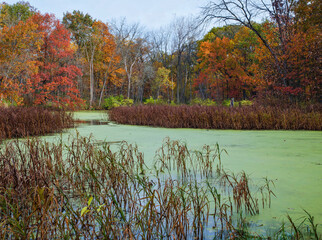 623-25 Mark's Pond in Autumn