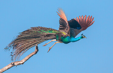 Peacock flying; Flying peacock; Peacock glowing; blue peacock in flight; shinning peacock from Sri...