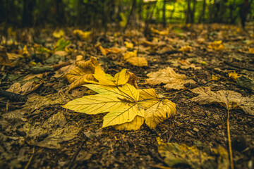 Forest with the ground full of autumn leaves.