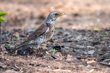 Fieldfare, Turdus pilaris, on a sprng lawn.