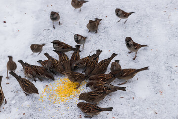 sparrow on the snow
