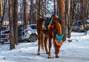 horse in winter