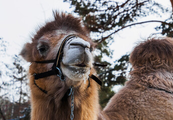 portrait of a camel