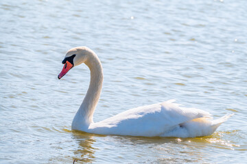 Fototapeta na wymiar Graceful white Swan swimming in the lake, swans in the wild. Portrait of a white swan swimming on a lake.