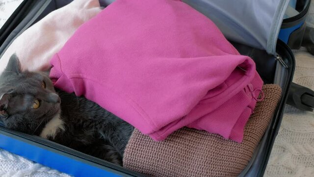 In a small blue suitcase with wheels, warm clothes are stacked. Among the things lies a beautiful gray cat with a white spot on its neck. They put things out of the suitcase, stroking the cat.