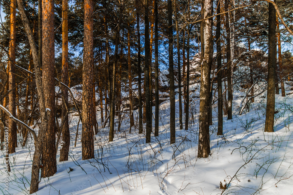 Wall mural forest in winter