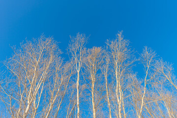 Aspen forest against a bright blue sky.