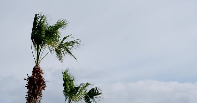 Tropical storms, meteorology and climate change concept: The crown of two palm trees in front of a grey sky are moving in strong winds. Weather forecast and hurricane warning.