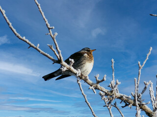 sparrow on a branch