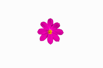 Fototapeta premium flower isolated on white background