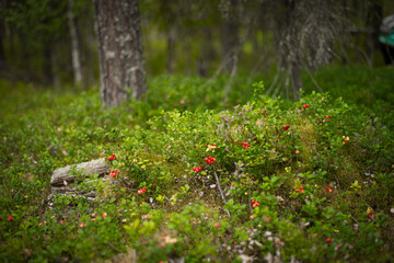 Red cranberry berries in a pine forest, selective focus
