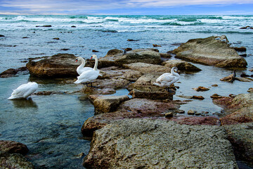 Лебеди, зимующие на Каспии в Актау