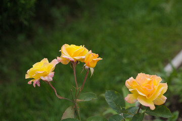 Art photo rose petals isolated on the natural blurred background. Rose flower Closeup. For design, texture, background. Nature.