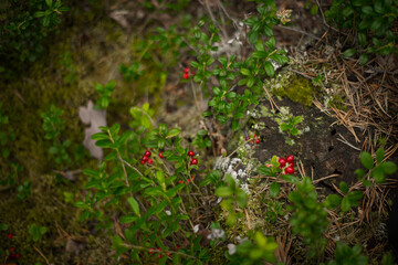 Red cranberry berries in a pine forest, selective focus