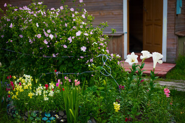 Fototapeta na wymiar garden flowers and summer herbs, selective focus