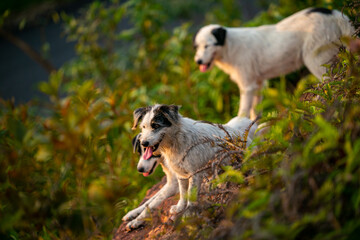 jack russell terrier