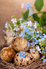 Obraz na płótnie Canvas Easter scene Quail eggs and forget-me-not flowers