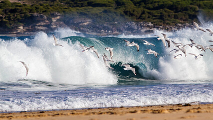 Silver Gulls flying in front of surf breaking onto beach