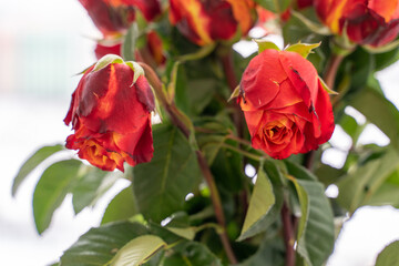 red roses with lowered heads, isolate on white background, close-up