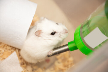 Cute little white hamster drinking water and medicine from drinking bowl at home