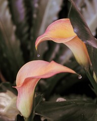 photo of artistic colorful calla lily in the garden