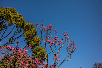 早春の快晴の空に咲く梅の花　大阪府堺市の荒山公園