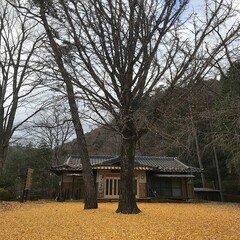 長野県阿南町の山奥にある松陰寺と銀杏の木の風景
