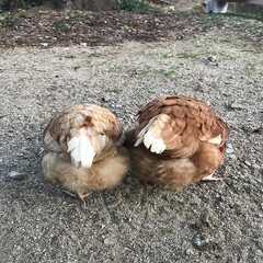 長野県阿南町の山奥に暮らす二羽の可愛い雌鶏の後姿
