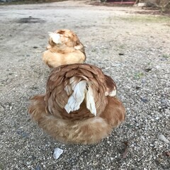 長野県阿南町の山奥で遊ぶ二羽の雌鶏後ろ姿