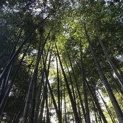 長野県阿南町の山奥の竹やぶと木漏れ日の風景