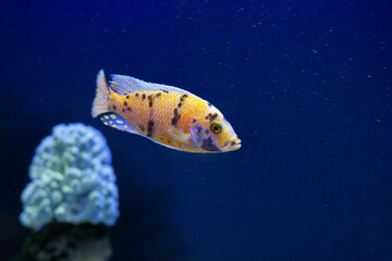 Bright beautiful ocean fish in blue sea water