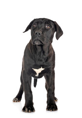 puppy cane corso
